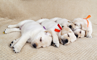 Four labrador puppies sleeping together