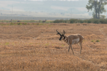 Pronghorn Antelope buck