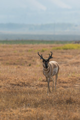 Naklejka na ściany i meble Pronghorn Antelope buck