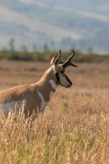Pronghorn Antelope buck