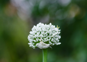 Flowering onions in the garden