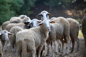 Pets / Sheep and goats graze in a pasture