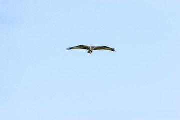 Osprey and captured fish