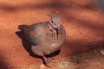 Columba guinea