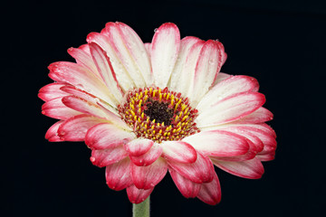 Pink white gerber isolated on black background