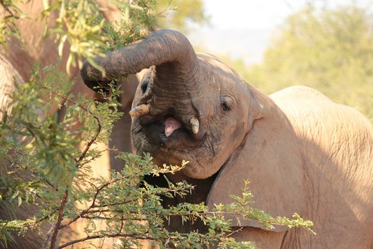 Tiny Tusks