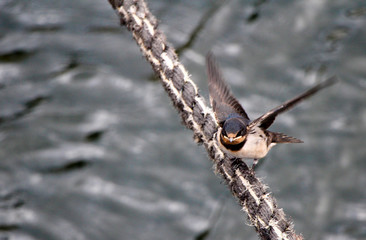 Swallow Spreading out its Wings