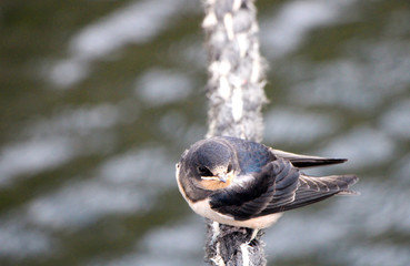 Swallow Sitting on Rope