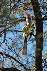 Tockus leucomelas