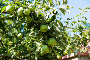 Green apples grow on apple tree branch with leaves under sunlight close-up