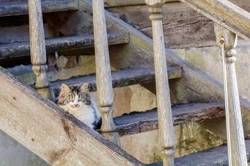 A creepy, long-haired cat sitting on a wooden staircase