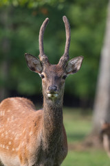 cerf sika