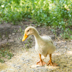 Duckling in the grass in summer