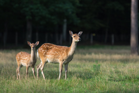 cerf sika