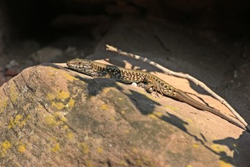 Männliche Mauereidechse (Podarcis muralis brongniardii) 