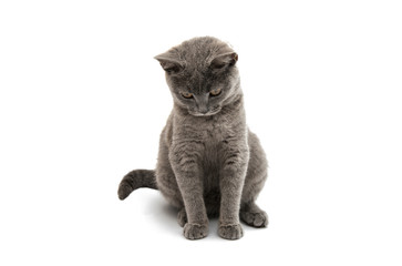 Fototapeta premium British shorthair grey cat isolated