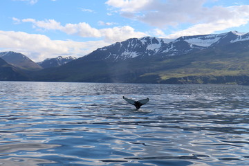 Fototapeta premium Baleine