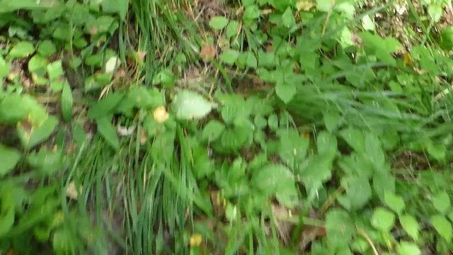 View on grass then walking in the forest. Fast camera motion above green plants. Summer sunny day. Wild nature. Woodland scenery.