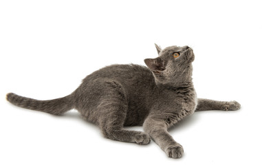 British shorthair grey cat isolated