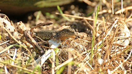 Männliche Mauereidechse (Podarcis muralis brongniardii) neben Knochen
