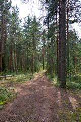 Evening in the pine forest