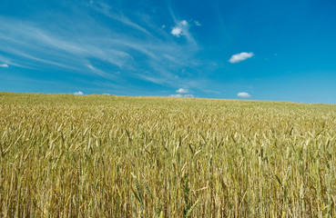 Field with Common wheat. Belarus landscap