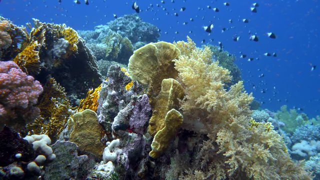 school of fish Sea goldie (Pseudanthias squamipinnis) and Bicolor Damselfish (Chromis dimidiata) swims over a coral reef in the background of blue water, Red sea, Sharm El Sheikh