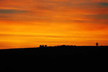 Fototapeta na wymiar Orange sunset background and tree silhouettes