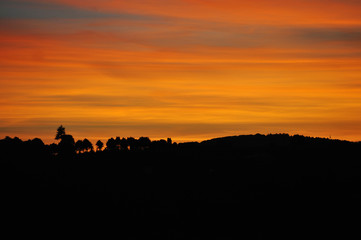 Orange sunset background and tree silhouettes