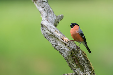 Eurasian bullfinch, Pyrrhula pyrrhula