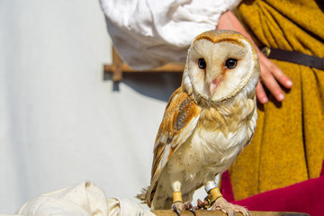The common barn owl with heart shaped face perching on the wood branch on the background of woman wearing the medieval dress