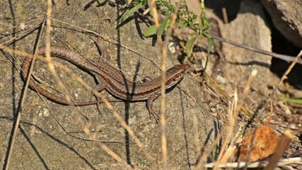 Weibliche Mauereidechse (Podarcis muralis brongniardii) 
