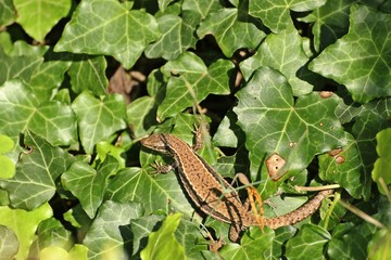 Weibliche Mauereidechse (Podarcis muralis brongniardii) 
