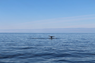 Naklejka premium Baleine