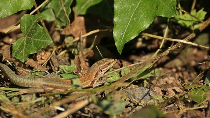 Weibliche Mauereidechse (Podarcis muralis brongniardii) 

