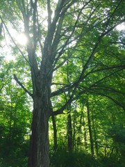 Tree canopy with sun 