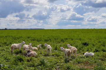 farmland new zealand mammal summer livestock farming cattle rural goats lamb sky countryside flock...
