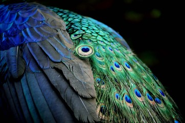 Naklejka premium синий глаз