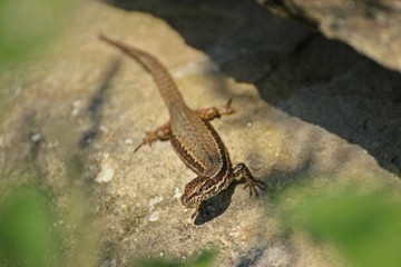 Weibliche Mauereidechse (Podarcis muralis brongniardii) 
