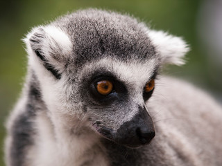 Portrait of Ring-tailed lemur from Madagascar - Lemur catta