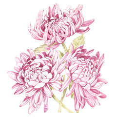 Set of hand drawn watercolor botanical illustration of Flowers Chrysanthemums. Element for design of invitations, movie posters, fabrics and other objects. Isolated on white.