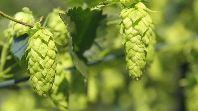 Summer hops garden ready for beer brewing.