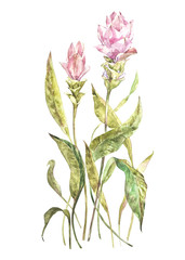 Tropical flowers isolated on white background. Tropical set, Watercolor sketch object.