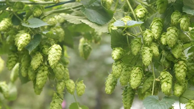 Summer hops garden ready for beer brewing.