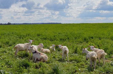 Obraz premium farmland new zealand mammal summer livestock farming cattle rural goats lamb sky countryside flock grazing herd meadow green sheep grass farm landscape goats animal field pasture nature agriculture 