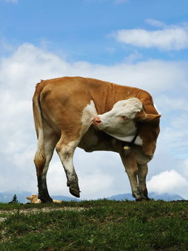 White brown cow with bell on neck