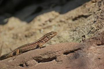 Weibliche Mauereidechse (Podarcis muralis brongniardii) 

