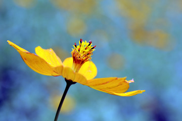 Close-up of yellow cosmos