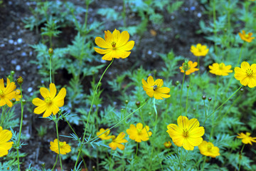 Yellow cosmos field by the side of the road