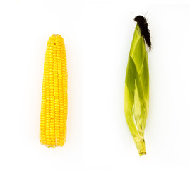 Treated and untreated corn on the cob on a white background. Before and after cleaning. © mariyakuprevich